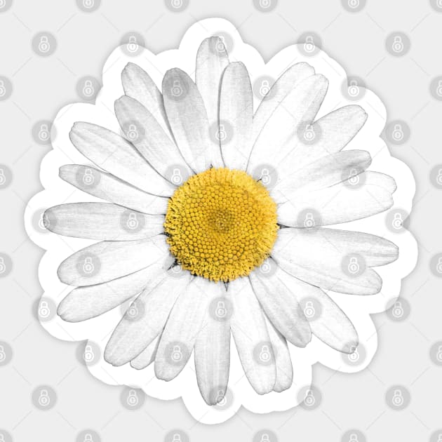 White Marguerite Daisy Flower Sticker by FAROSSTUDIO